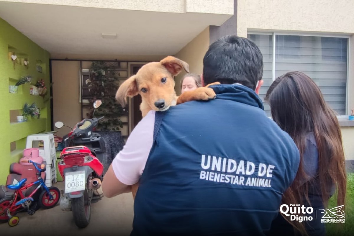 UBAQuito's tweet photo. 🐶🕵️‍♂️ Acudimos al sector de Calderón, donde retiramos a un canino que no se encontraba en parámetros de bienestar animal.  El animalito fue trasladado a uno de nuestros centros de atención. #PorUnQuitoDigno https://t.co/CiArDX8nwt