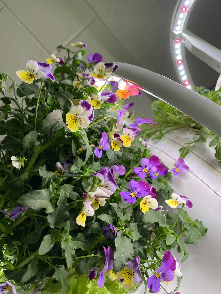 PlainLocal's tweet photo. Did you know that our Food Service department has hydropic stations?

They adding new plantings this week! 

#poweredbyplain https://t.co/74O6JkHsVU
