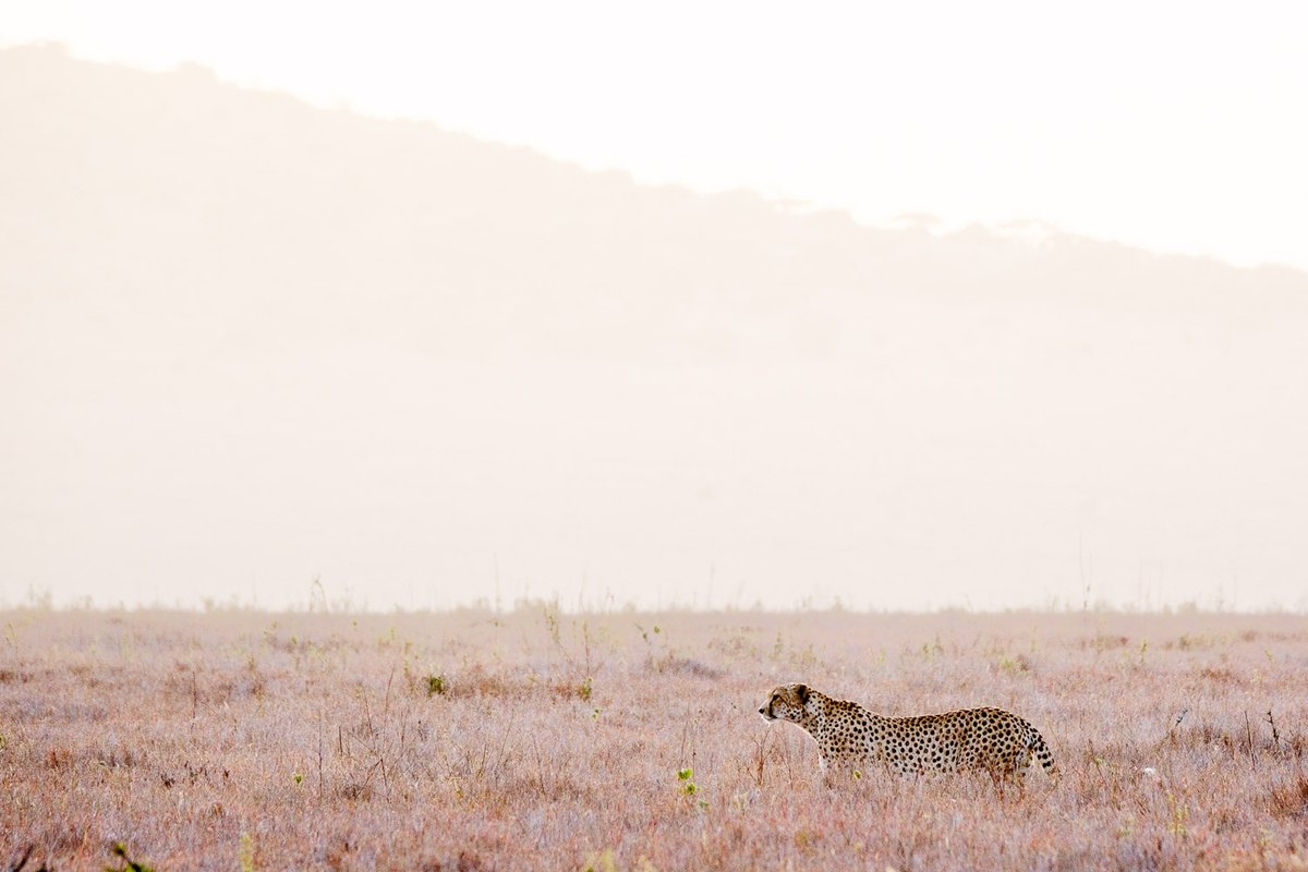 DaveBurnsPhoto's tweet photo. Our last morning in Kenya, alone with this cheetah. We spent a peaceful hour tracking him with incredible sunrise light.

Lewa has lots of wildlife, incredible photography, and some of the best food/accommodations in East Africa. DM me to learn more.

#photography #safari https://t.co/TDYi3EaPTp