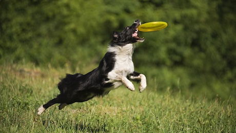 DogWalksNearMe's tweet photo. We take a look at how much exercise a dog needs each day. With advice for different dog ages and types of exercise. 🐕

Link: https://t.co/xMsJ3ddYE1

#DogWalksNearMe #DogBlog #Exercise #DogExercise https://t.co/Mp4nmu8zl3
