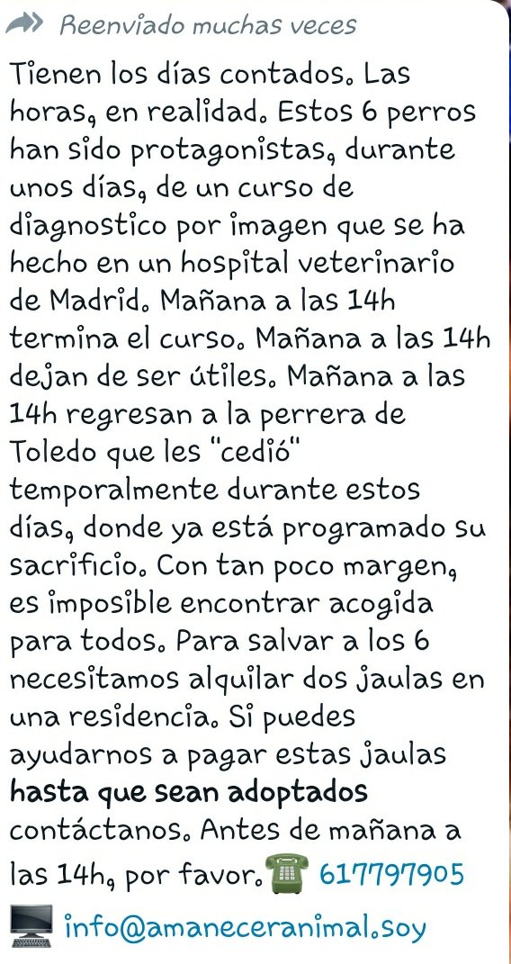 DesventurasCleo's tweet photo. ANIMALISTA x favor AYUDA!! ya no sirven. Los cedieron de #Toledo y el curso ya ha acabado. Tienen fecha de SACRIFICIO 
Contacto  617797905
Amanecer Animal- Susana nfo@amaneceranimal.soy
DIFUNDE🙏 @jacamp98
@QuixotCatala @silviaromera1 @Denna12_0 @ibonpereztv @NuriGago @adoptaES https://t.co/wompLynBae