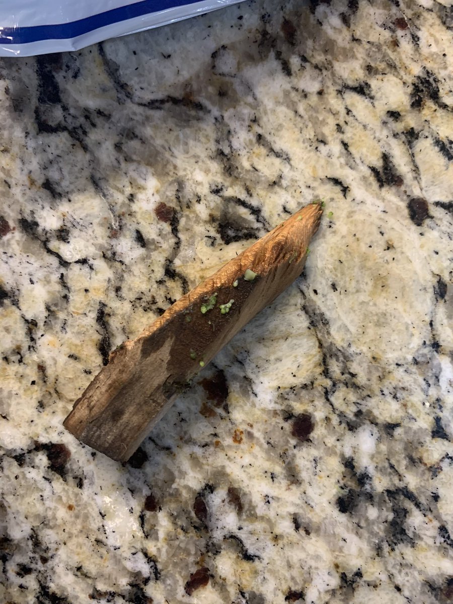IAm_DClark's tweet photo. There are also small pieces of wood chips inside. I have never seen anything like this and am concerned for others who may be at risk of experiencing this and consume it if they are not as easily detectable as this @HarrisTeeter @USDAFoodSafety #HarrisTeeter #USDAFoodSafety https://t.co/TiUue8TSCK