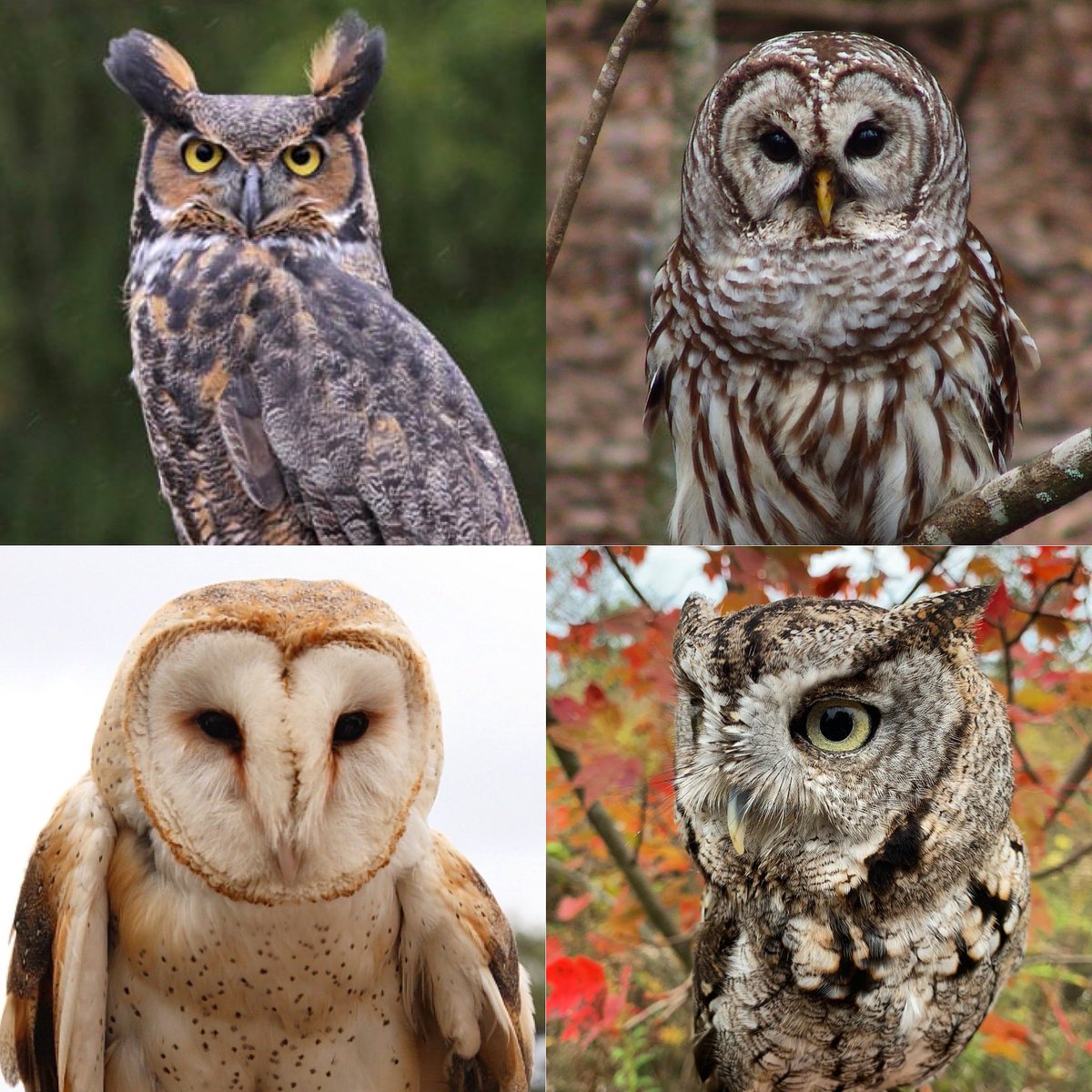 KY is home to four resident species, but there can be only one SUPERB OWL 🦉 Tune in on #SuperbOwl Sunday when we reveal our # 1 pick!

Hoooo do you think it will be 🤔 

Great Horned Owl (top left)
Barred Owl (top right)
Barn Owl (bottom left)
Eastern Screech Owl (bottom right)