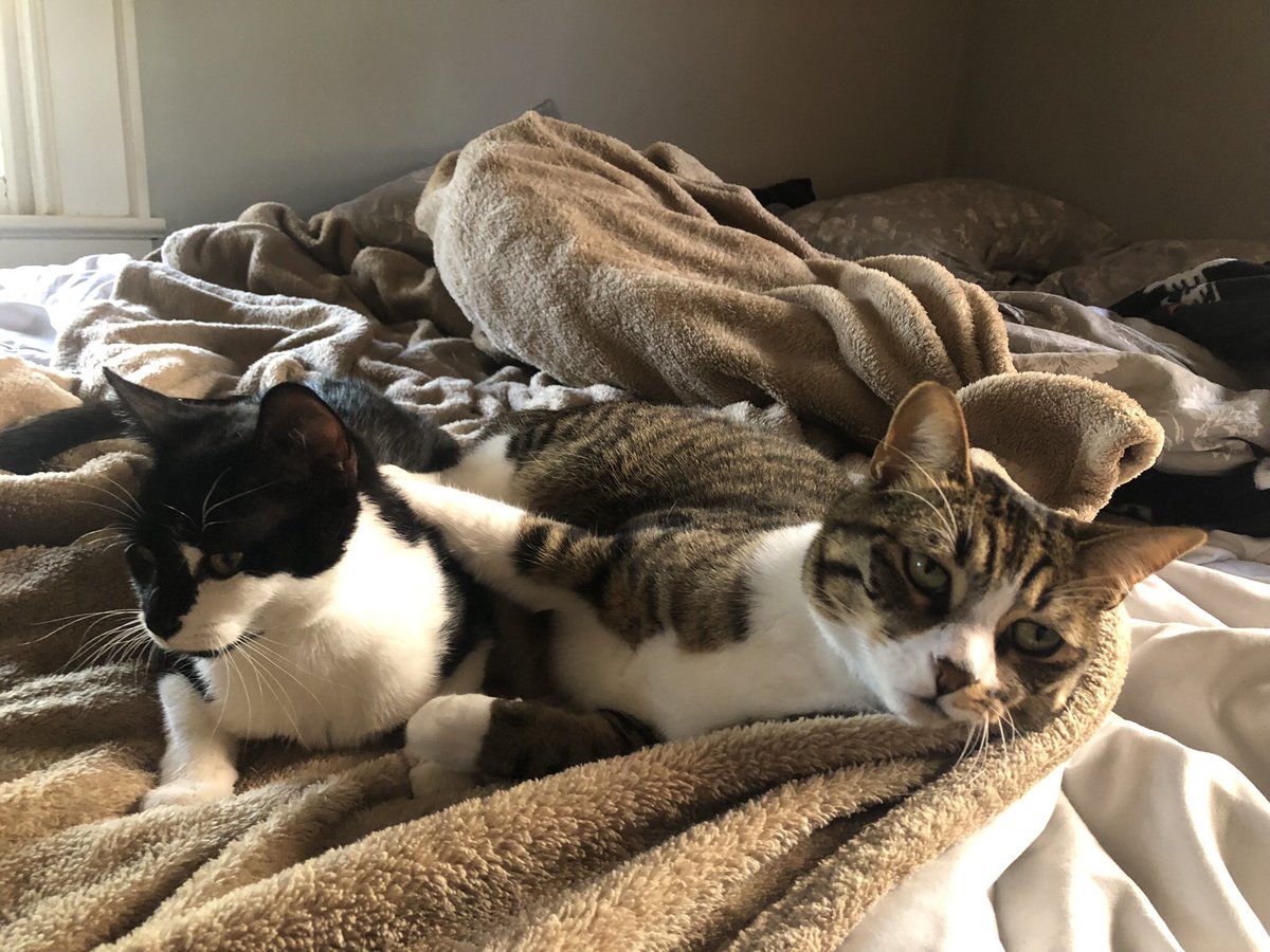 meowwwwwwppprrrrrrrrrr