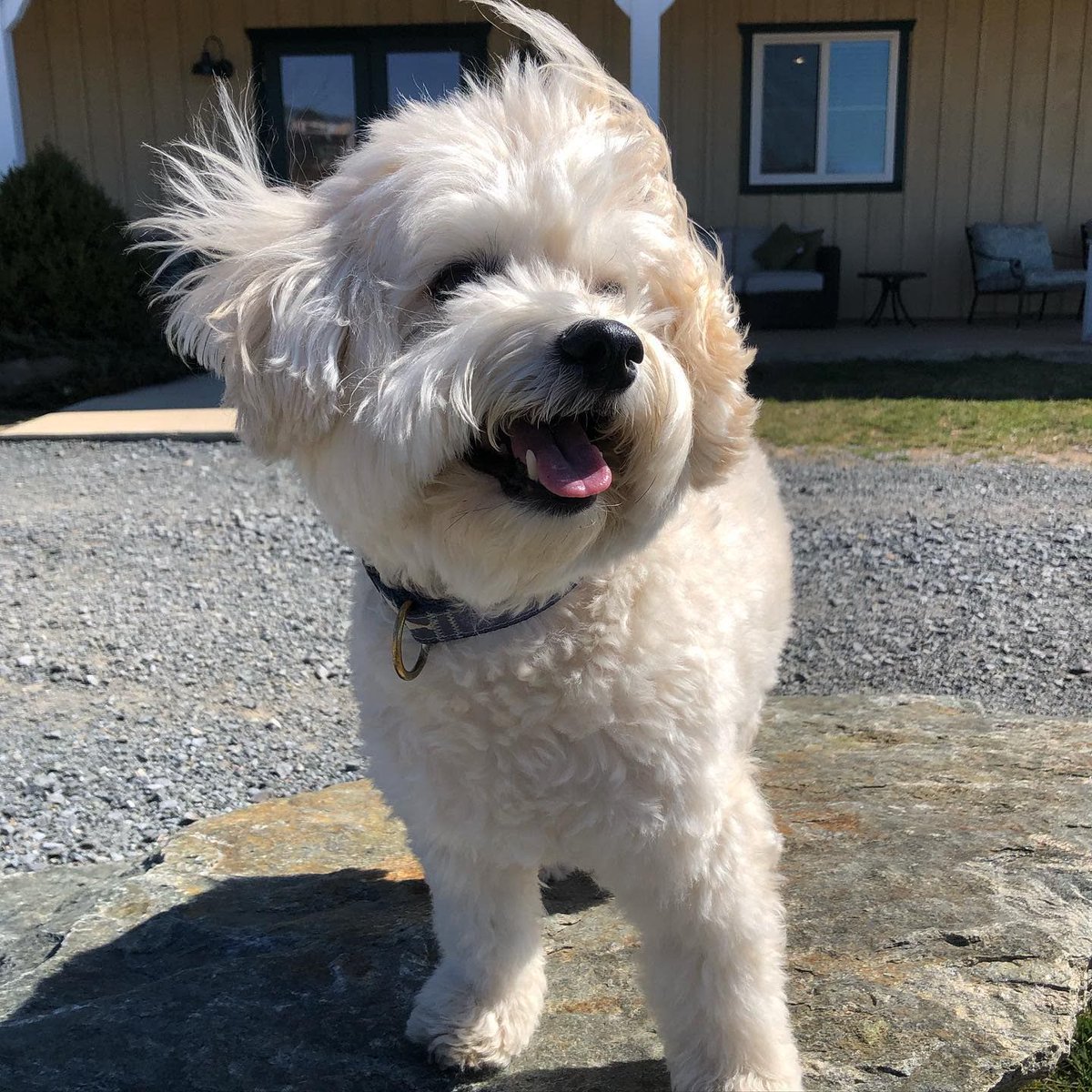 SalamanderVA's tweet photo. Everyone deserves a day of their hair blowing in the wind. #DogsofSalamander
๐ธ ig: pomachon https://t.co/DSQyMvJZFR
