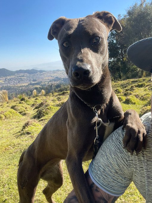 Nina sigue sin tener un hogar, la buena noticia es que ya no es miedosa.😍😍 porfavor ay&uacute;dame a encontrarle<a href="/tag/hijosdelamezcla"class="tags"><span>#hijosdelamezcla</span></a>