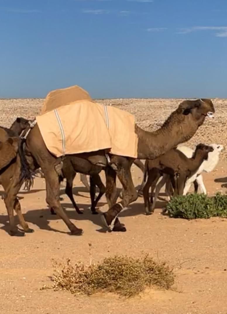 مجموعة سلام البيطرية tweet media