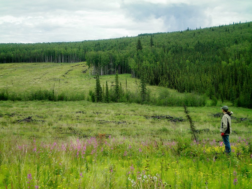 EcossNau's tweet photo. Dr. Xanthe Walker (@WalkerXJ) and Dr. Michelle Mack are leads on a new multi-university project that asks, can we develop less flammable forests that work for communities in fire-prone areas in Alaska and Canada? #InternationalWomeninScienceDay
https://t.co/XlSIBDX5jk https://t.co/nOkFYmP4l3