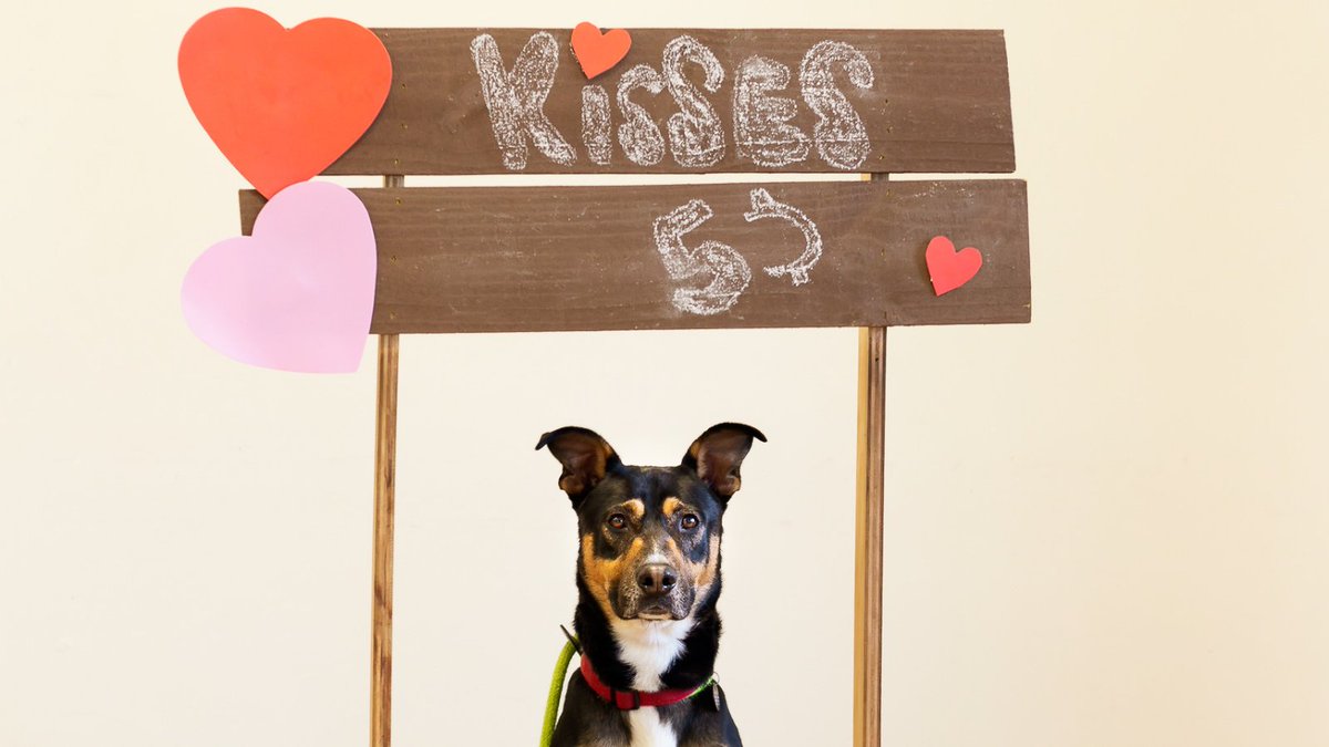 BuddyVpets's tweet photo. Are you ready for Valentine's Day this Monday? Make sure your true Valentine (your pets) get a little something special that day.

#valentinedog #kissingbooth https://t.co/N0tcHG7Sic