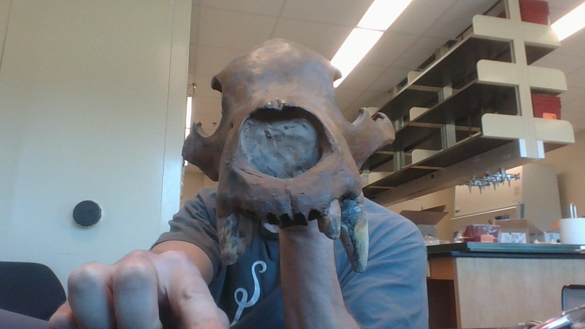 kienle_lab's tweet photo. The brown bear (Ursus arctos) is one of the largest living terrestrial carnivores! This is a cast, the original skull dates back to the Rancholabrean geologic period! Neat! The second picture is what it would look like if I was a brown bear. Also pretty neat.#science #bearperson https://t.co/gYpAhKvzu3