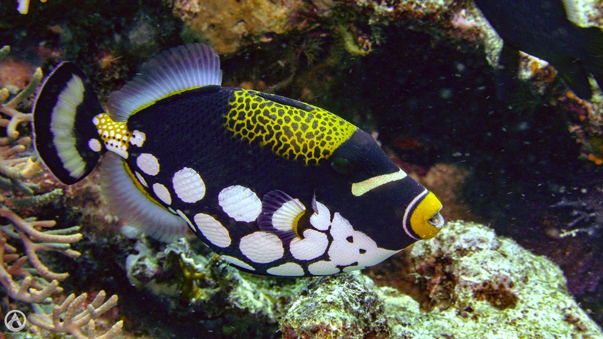 GiselleHoliday's tweet photo. Clown Triggerfish, Fiji
#JollyHolidaySailing #clowntriggerfish #Fiji #GreatWhiteWall #scubadiving #SomosomoStrait #SouthPacific #triggerfish https://t.co/y6ZvG4M7mQ