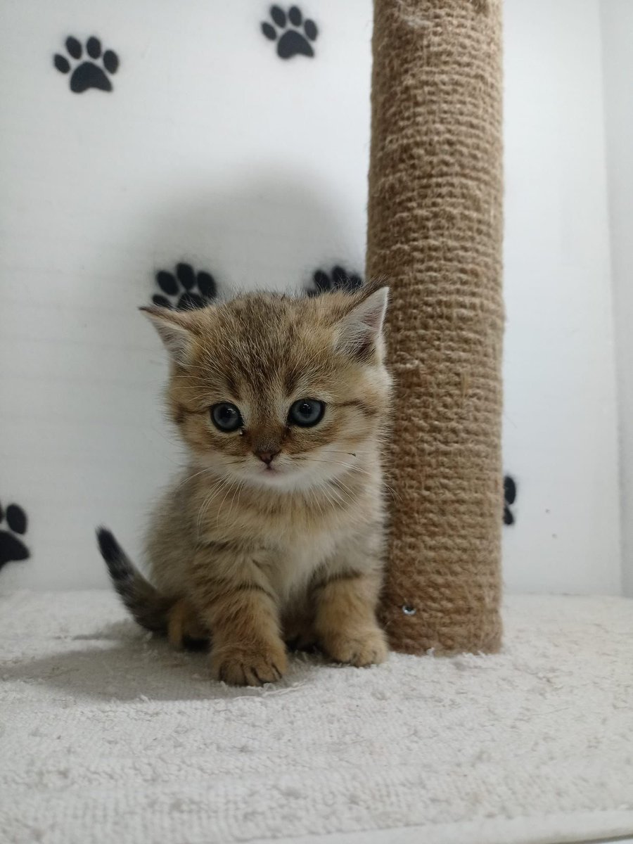 Street Fighter Cats NFT tweet media