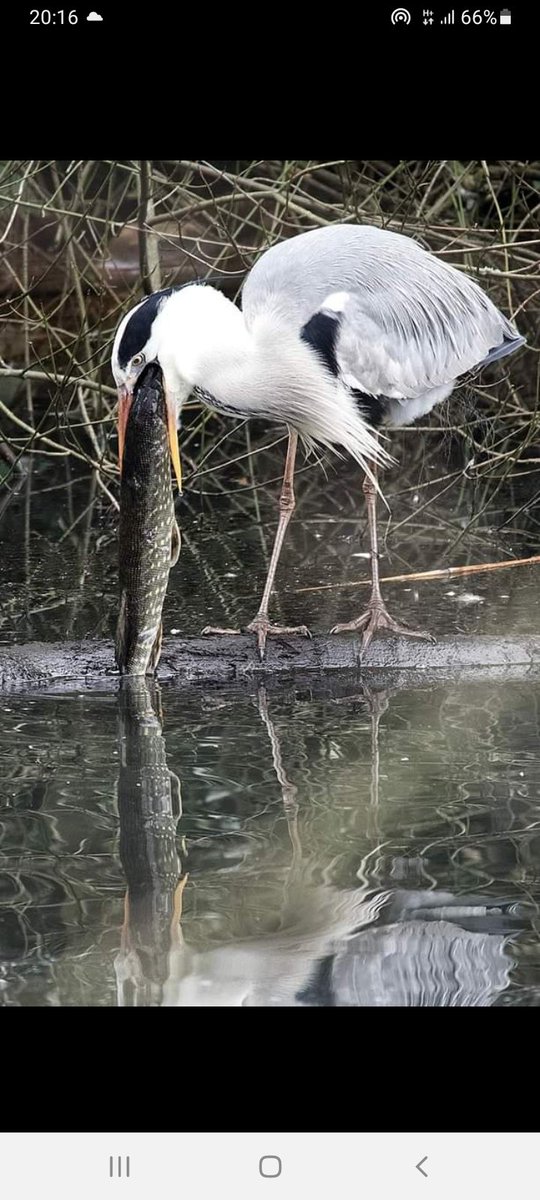 BEAK A BOOO!!🎣🇮🇪 #fish #BirdsPhotography #survival #pike #fishinglife #NaturePhotography #NatureBeauty #LIVEALIVE