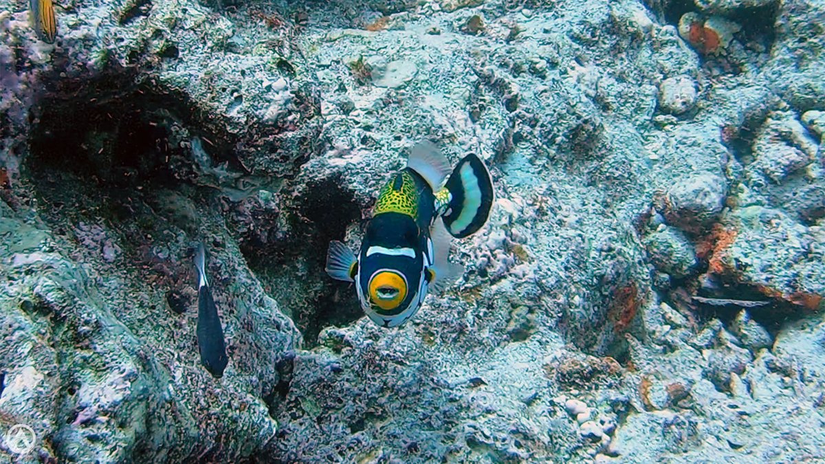 GiselleHoliday's tweet photo. Clown Triggerfish, Fiji
#JollyHolidaySailing #clowntriggerfish #Fiji #GreatWhiteWall #scubadiving #SomosomoStrait #SouthPacific #triggerfish https://t.co/IF7oPcWcd5