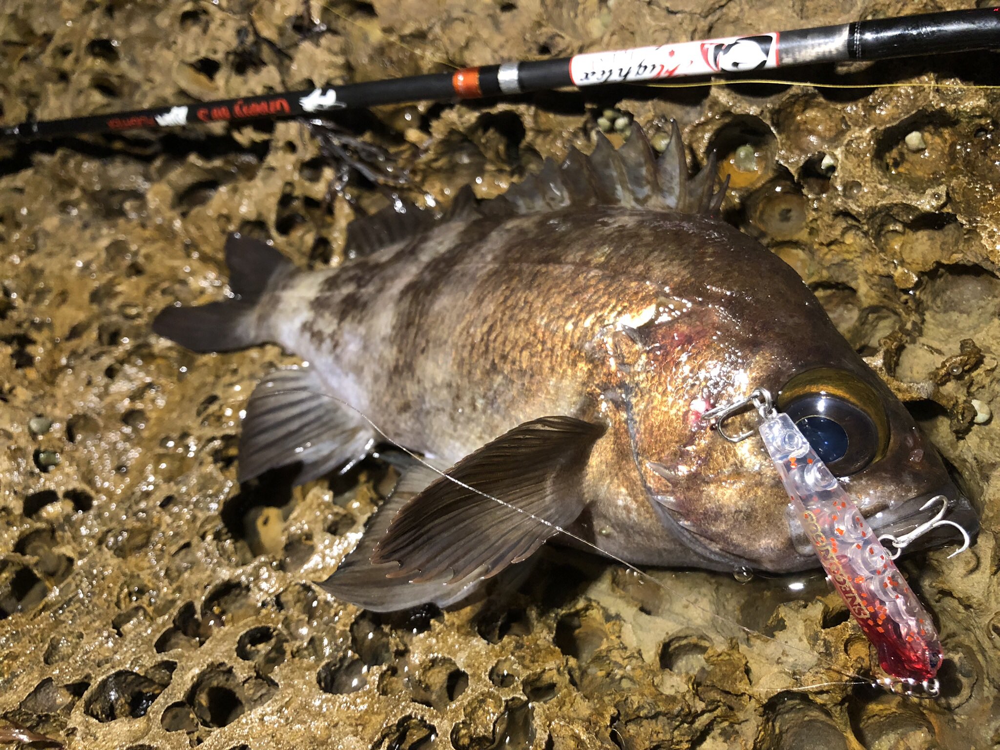 スネコン50s Twitter Search Twitter