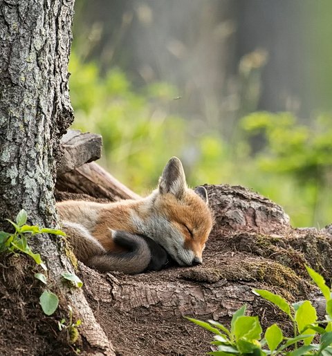 Fox (@hourlyfox) on Twitter photo 