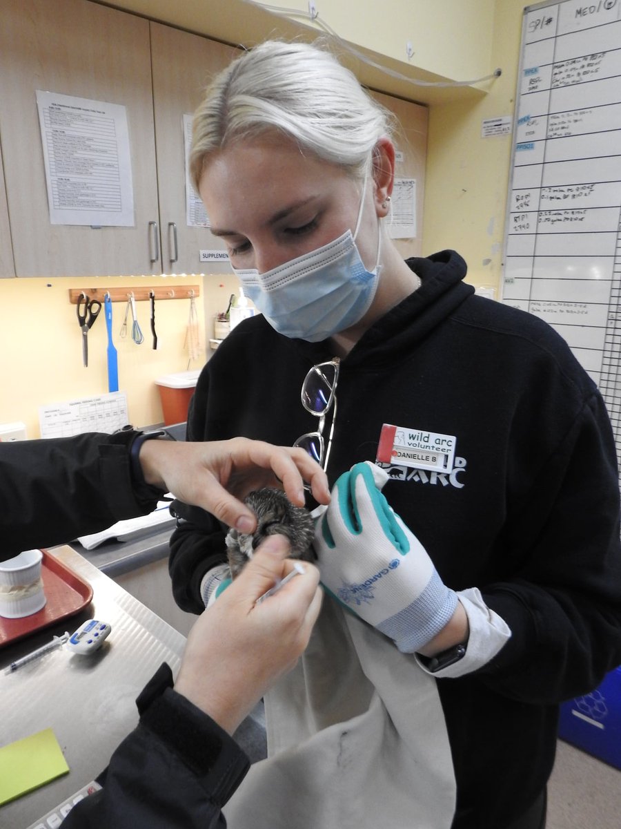 BC_SPCA's tweet photo. Applications are now open for the 2022 Wild ARC Practicum Program!
There are 2 practicum streams to choose from: the Wildlife Rehabilitation stream, and the Herbivore Specialist stream. For more information visit: https://t.co/4TEoCxJ0Gf π¦
π¦π¦π¦πΏπ¦π¦
#BCSPCA #wildlife https://t.co/KMFsMDxsSd