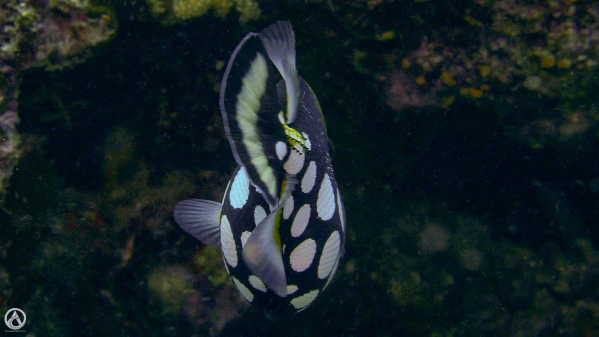 GiselleHoliday's tweet photo. Clown Triggerfish, Fiji
#JollyHolidaySailing #clowntriggerfish #Fiji #GreatWhiteWall #scubadiving #SomosomoStrait #SouthPacific #triggerfish https://t.co/5gP0WxxCiD