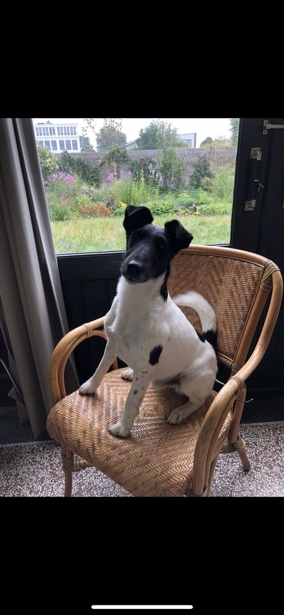 MontySft's tweet photo. Today i learned how to sit like a distinguished gentleman. Goodnight everybody🎩 https://t.co/lcWzGLZmM9