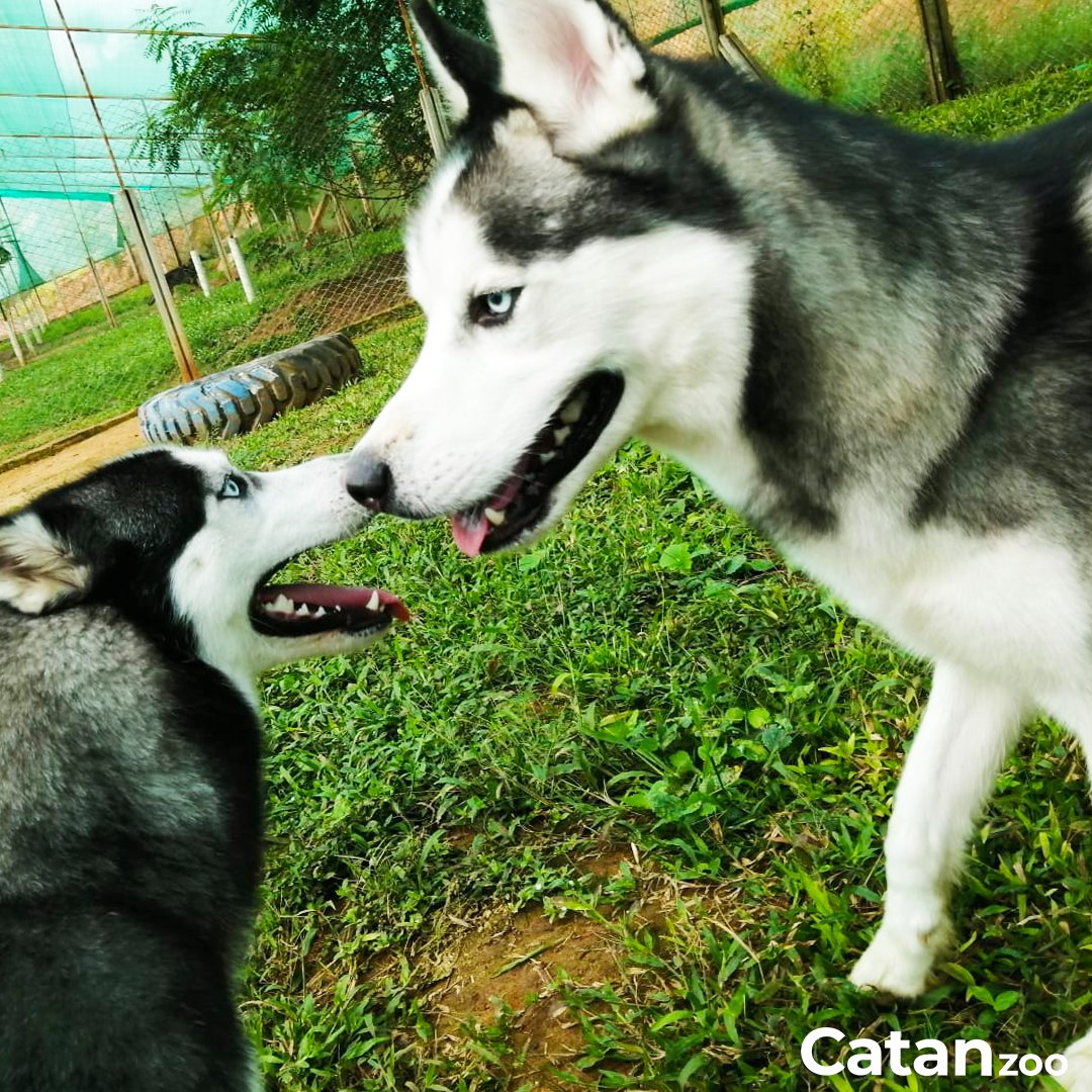 catanzoo's tweet photo. Recuerda nuestra próxima promo de hotel, reservando desde el Viernes 18 al Lunes 21 de Febrero, adquiere transporte gratis y un 15% de descuento en bañito al salir.

Contáctanos
3182185163 - 6960387 

Hacemos lo que mejor sabemos, cuidar de tu mascota.🐾

#Catanzoo #Bucaramanga https://t.co/0phGUuBQWQ