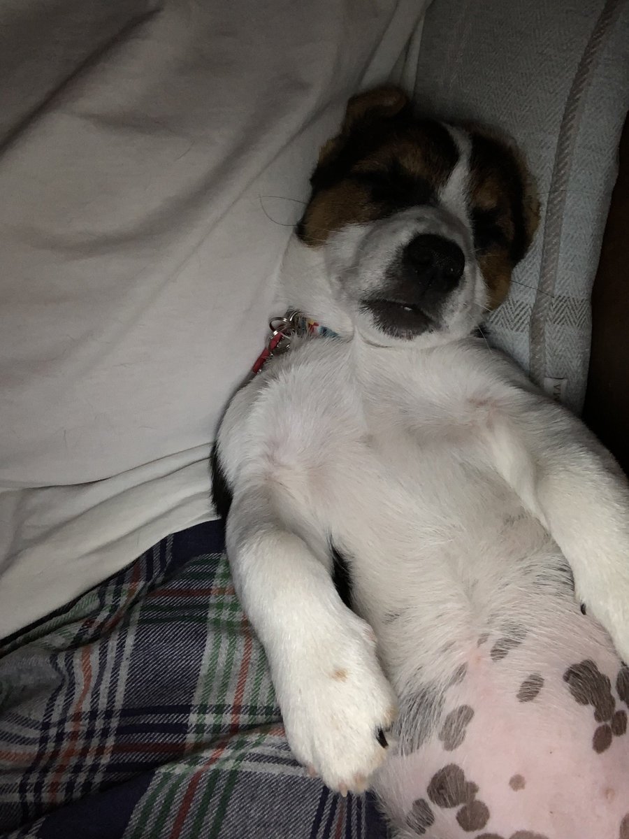 Chris Rees tweet media