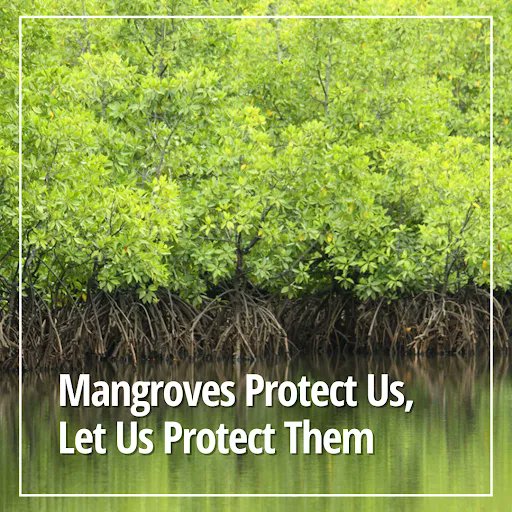 🌳 Mangrove forests provide essential habitats for millions of species and protect shorelines from waves and storms. 

🌳 Protecting mangrove forests from pollution is a key part in ensuring the survival of fragile species and ocean diversity. 🌊 🌏