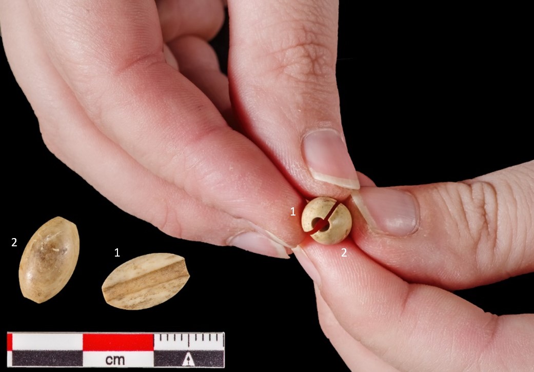 #Fridaylabfinds! This week we rediscovered the 2nd half of a bone bead! The 1st half was #excavated in 2005. The 2nd half was recovered in 2012. The 2 frags match perfectly! #seventeenthcentury #rosaries were made with #bonebeads. They are an intriguing find on an Anglican site!