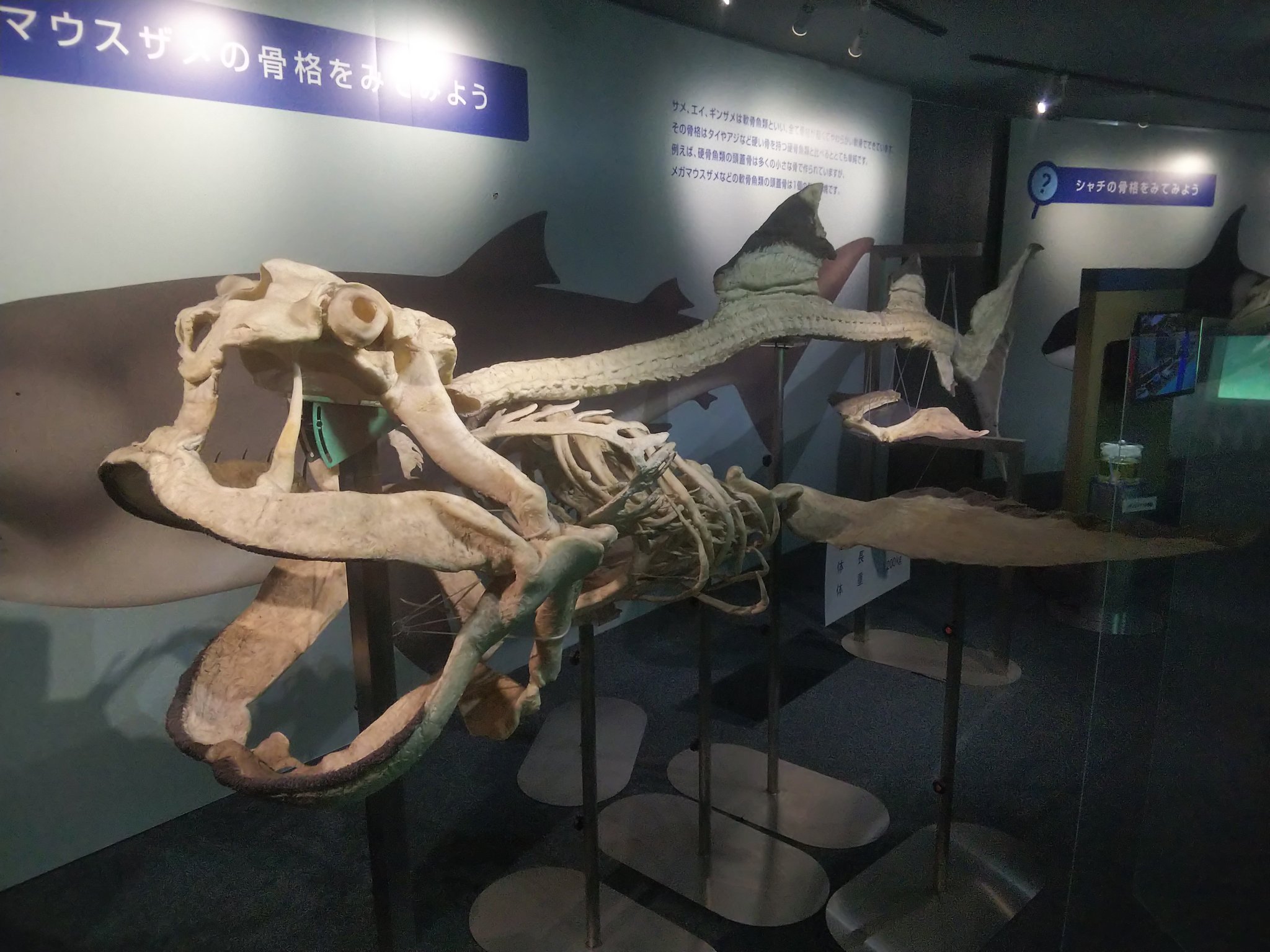 ホシザメ 全身骨格 標本 サメ