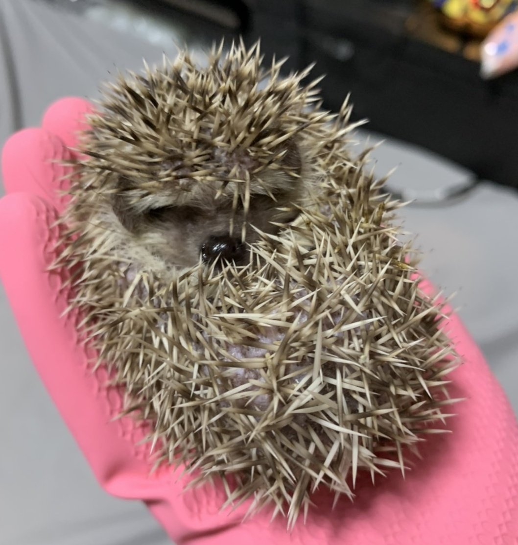Hami_the_Alter's tweet photo. @aoi_moeco うちのハリネズミも警戒してるとこうなります🦔 https://t.co/SfpK9Ys7fN