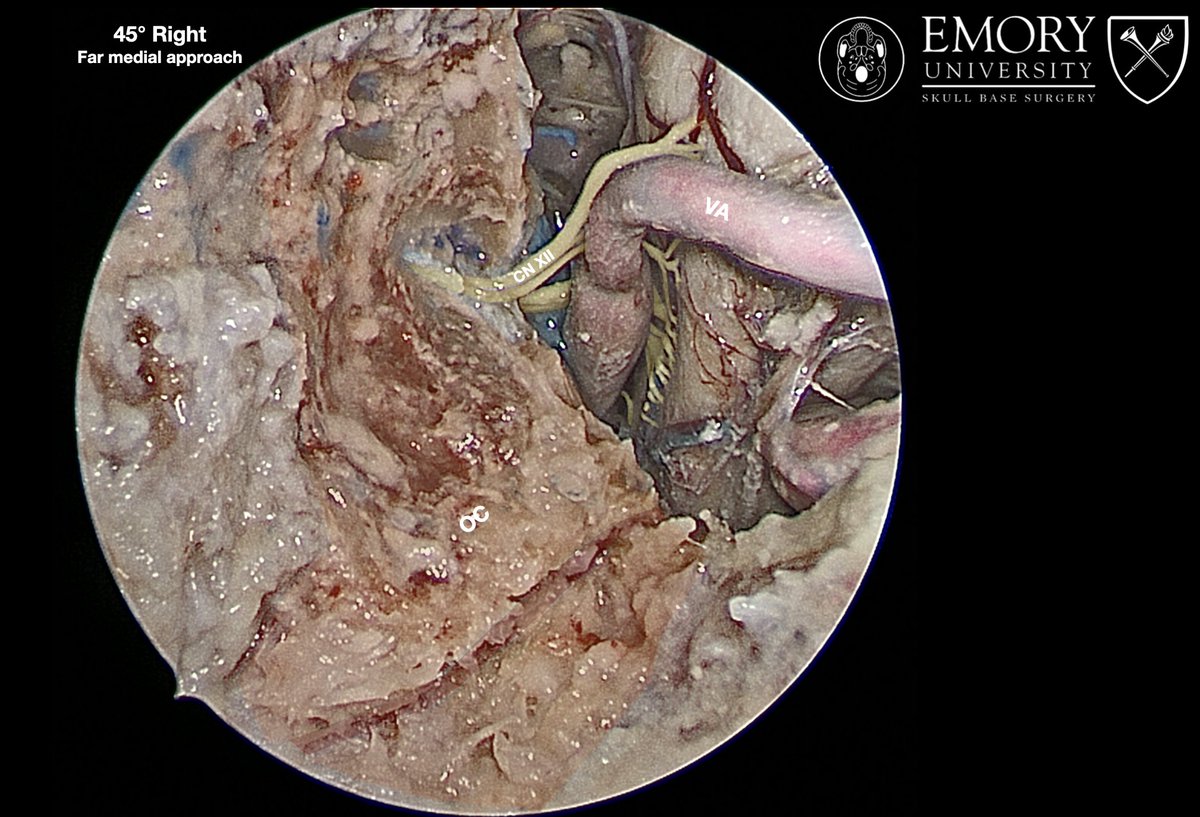 Edoardo Porto, MD tweet media