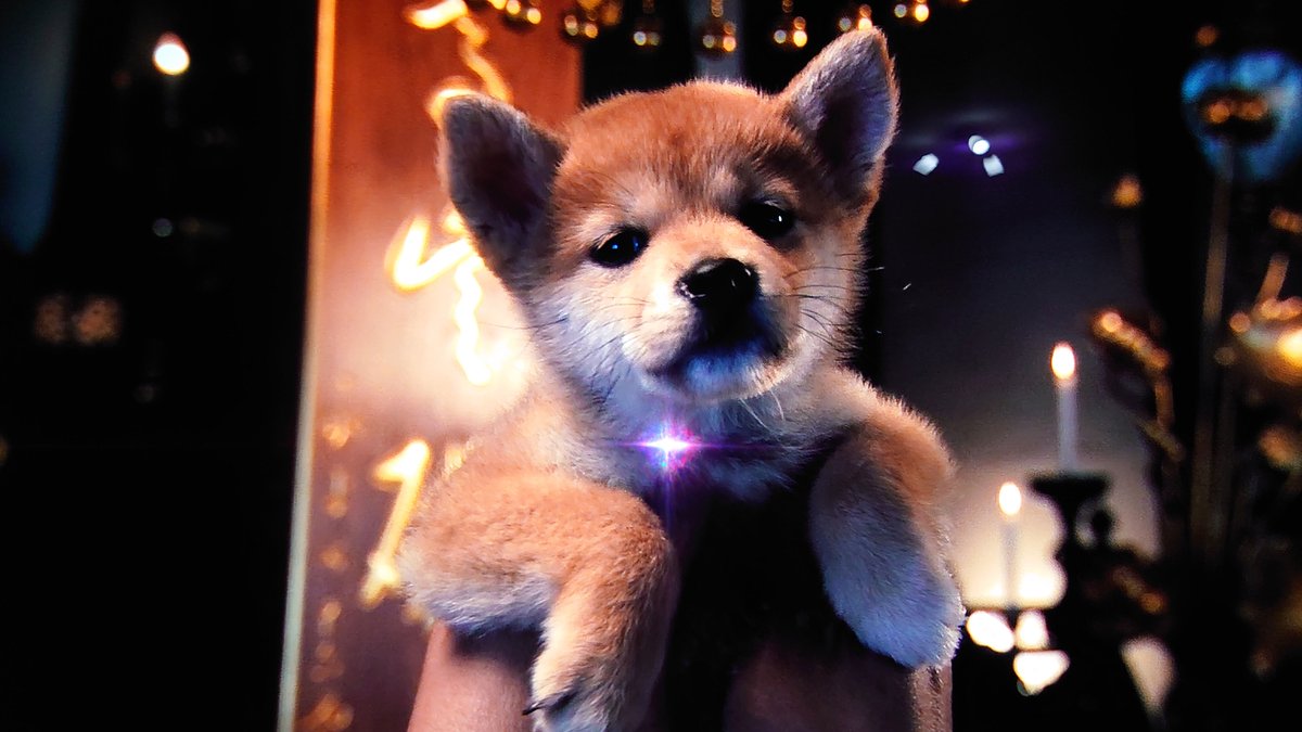 siartuk's tweet photo. Family movie night. What the family saw vs what I saw. @Shibtoken @ShibainuCoin @ShibArmy #hachi #adogstale https://t.co/lGXXcqTIr1