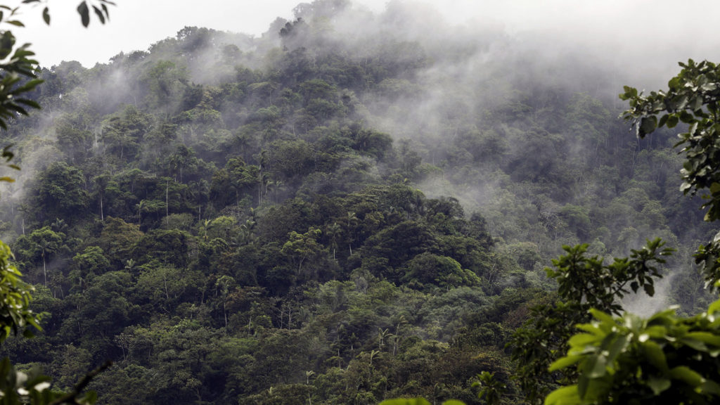 TierraVivaVzla's tweet photo. #13Feb Hace 85 años fue decretada la creación del Parque Nacional Henri Pittier, el primero de Venezuela y el de mayor extensión de los parques nacionales de la Cordillera de la Costa, donde habita el 6,5 % de la avifauna mundial 

#HenriPittier #SomosBiodiversidad https://t.co/yUjJq4mmTA