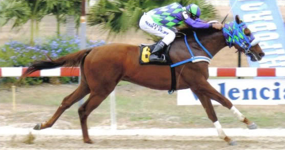 jfarache's tweet photo. 11/02/2007 nació TIO LLAMAL en @HLosCaracaros, de los muchos excelentes pisteros salidos del haras de la familia Celis y de los mejores caballos con campaña en Valencia. Varias veces Campeón y múltiple ganador selectivo @raul_muci

Su nombre en homenaje al apreciado Llamal Muci. https://t.co/adc38n1RKb