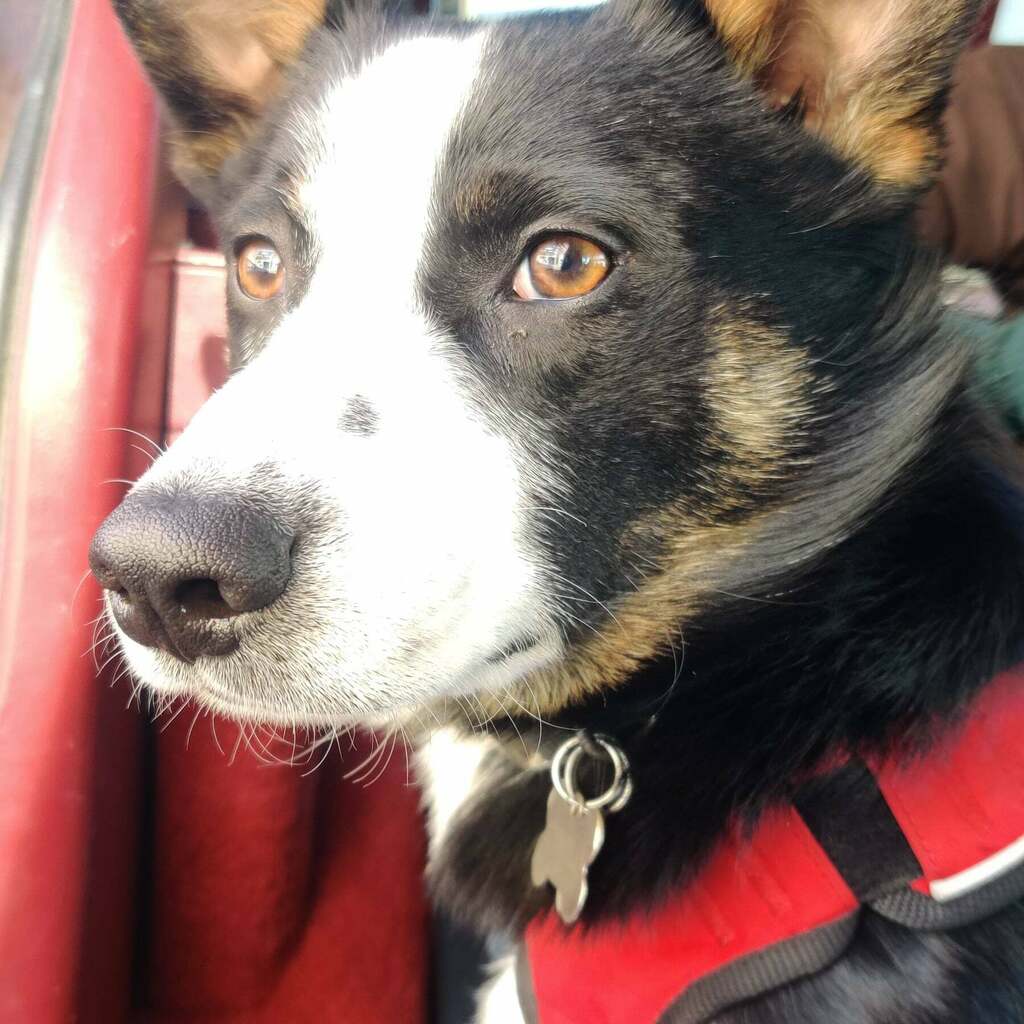 LostDogsMn's tweet photo. Lost Dog - Australian Shepherd - Male-  Central Minneapolis

Date Lost: 2022-02-10
Dog's Name: Cholo
Breed of Dog: Australian Shepherd
Gender: Male
Closest Intersection: Park Ave, Central Minneapolis, Minneapolis, Hennepin County, MN, US, 55404.
Zip Code… https://t.co/Zexj04VKBb https://t.co/X70QyVb5Zu