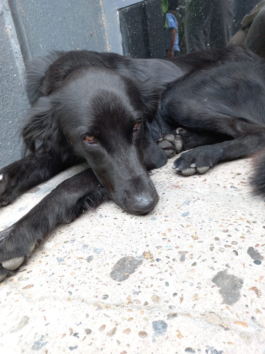 Hoy alrededor de las 15:15hs en la esquina de Alsina y Lamadrid atropellaron a un perrito. Este bombonazo macho cachorro de un año aprox que se lo ve muy cuidado tal vez sea de alguien.
Fue llevado a la veterinaria del centro Belgrano 132 donde fue muy bien atendido y medicado. +