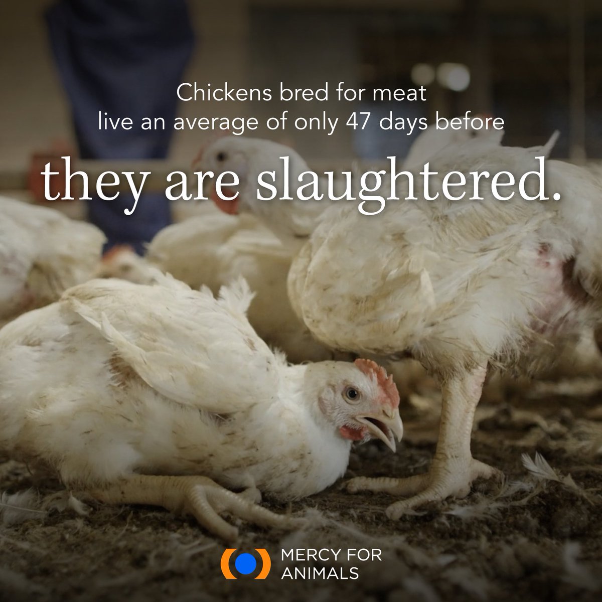 Mercy For Animals tweet media