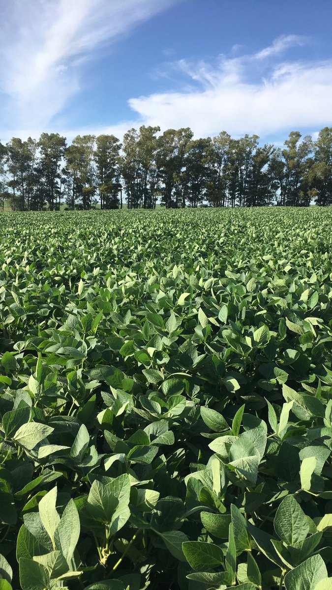 Soybean so far so good 👍👌 #soybean #lowlands