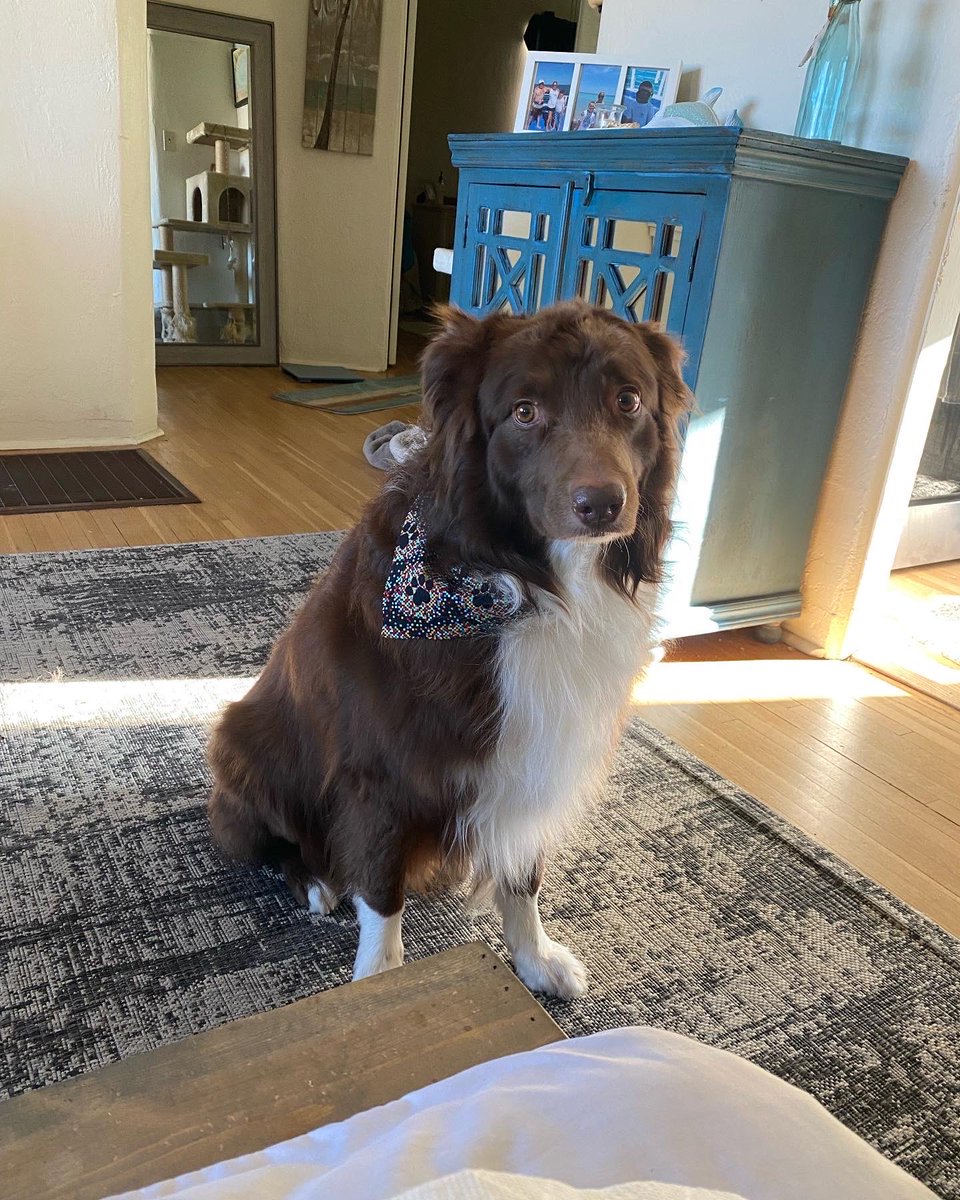 demark_jo's tweet photo. Lambeau got all spiffed up today! Love my groomers name ! #barkingbad https://t.co/EZFgvejrVq