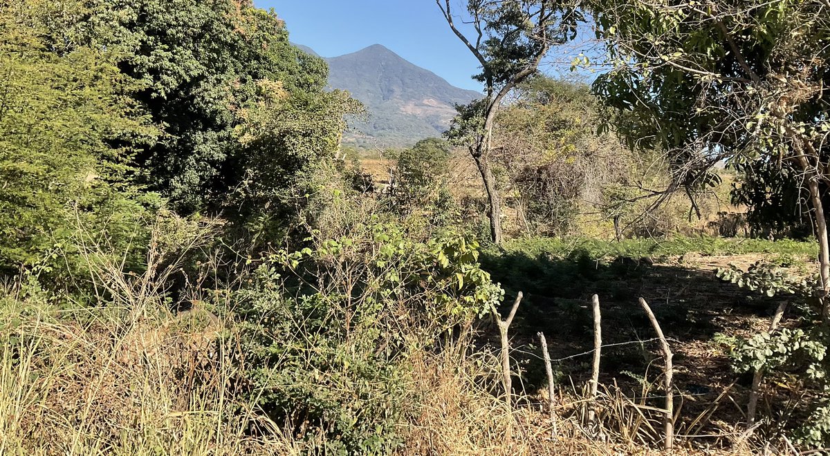 ppgarciaferreir's tweet photo. Volcán de Sn Vicente
2182 msnm
Municipios de Guadalupe, Tepetitán, Sn Vicente, Zacatecoluca y Sn Juan Nonualco
#Chichontepec
Cerro de las 2 tetas https://t.co/UNAC6qqquo