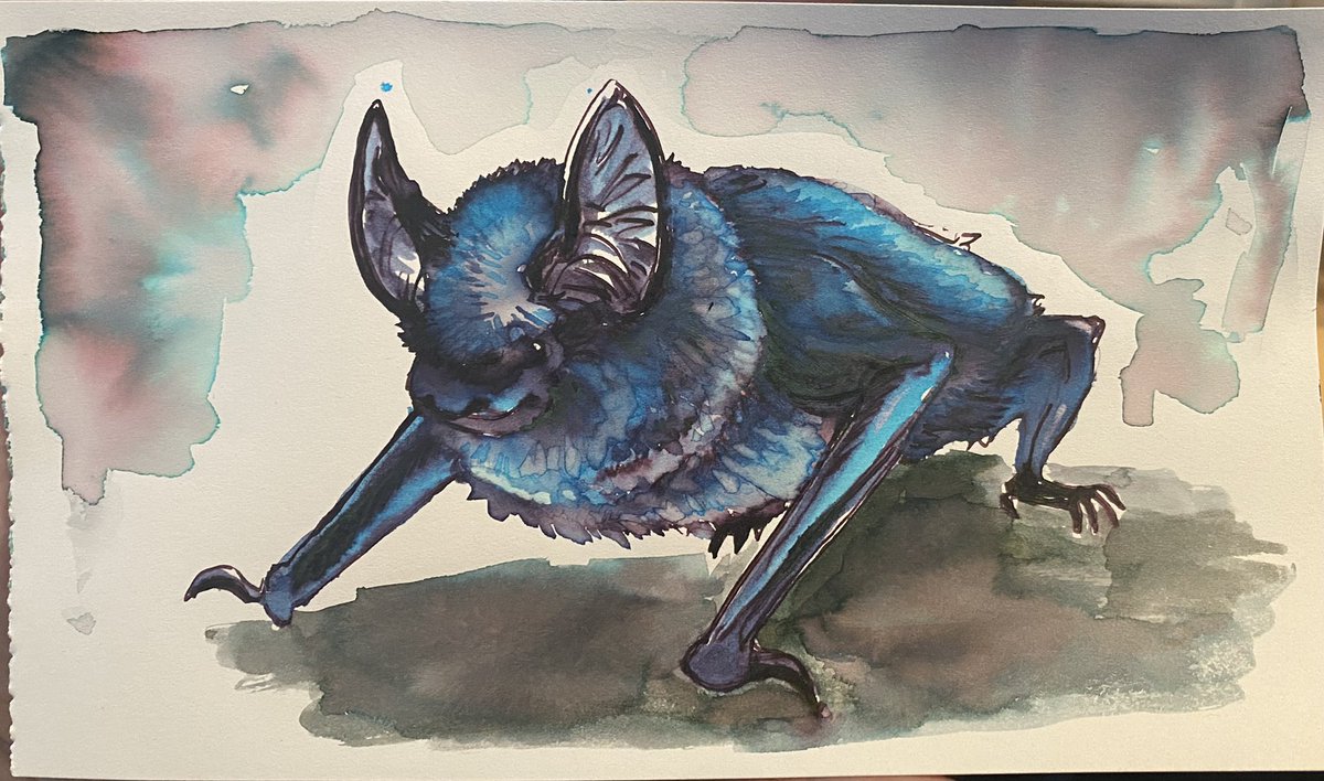 Coelasquid's tweet photo. Flutter mouse https://t.co/Hj9tBY3LIp