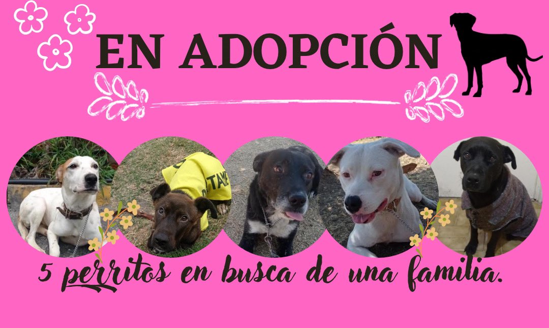 HELA_MORE's tweet photo. Recuerden que nuestros 5 rescatados siguen en adopción,son talla mediana-grande,se entregan con protocolo completo,todos conviven bien con otros perritos y son sociables.
Contacto 5532470501 #WhatsApp 
#CDMX #AdoptaNoCompres 
Dales una oportunidad y no te arrepentirás ♥️🐶 https://t.co/O2OHStr65t