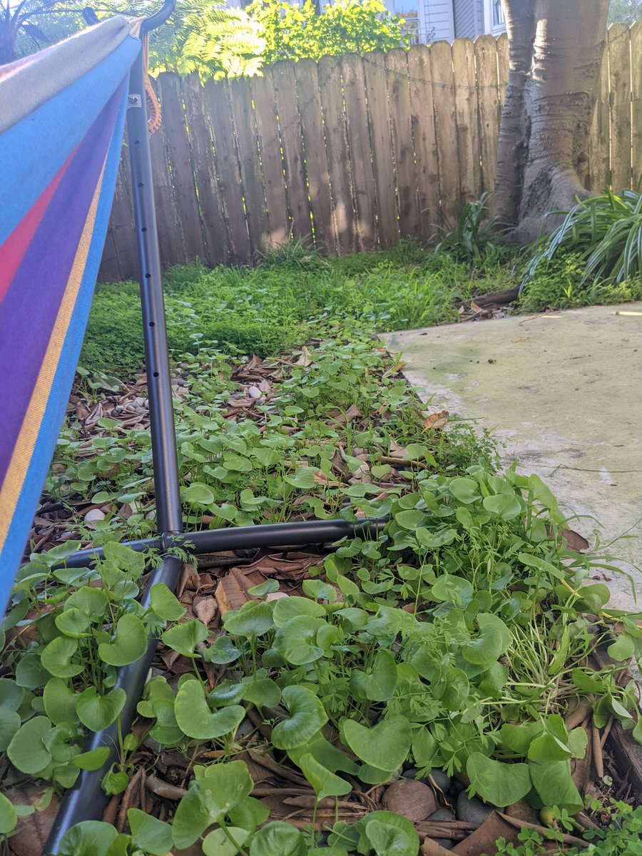 0hrely's tweet photo. I didn't know when I picked this spot in the yard 6 months ago that it was going to be directly on top of a bed of miner's lettuce.  I don't even need to get up for snacks. https://t.co/4jMp0HiE5R