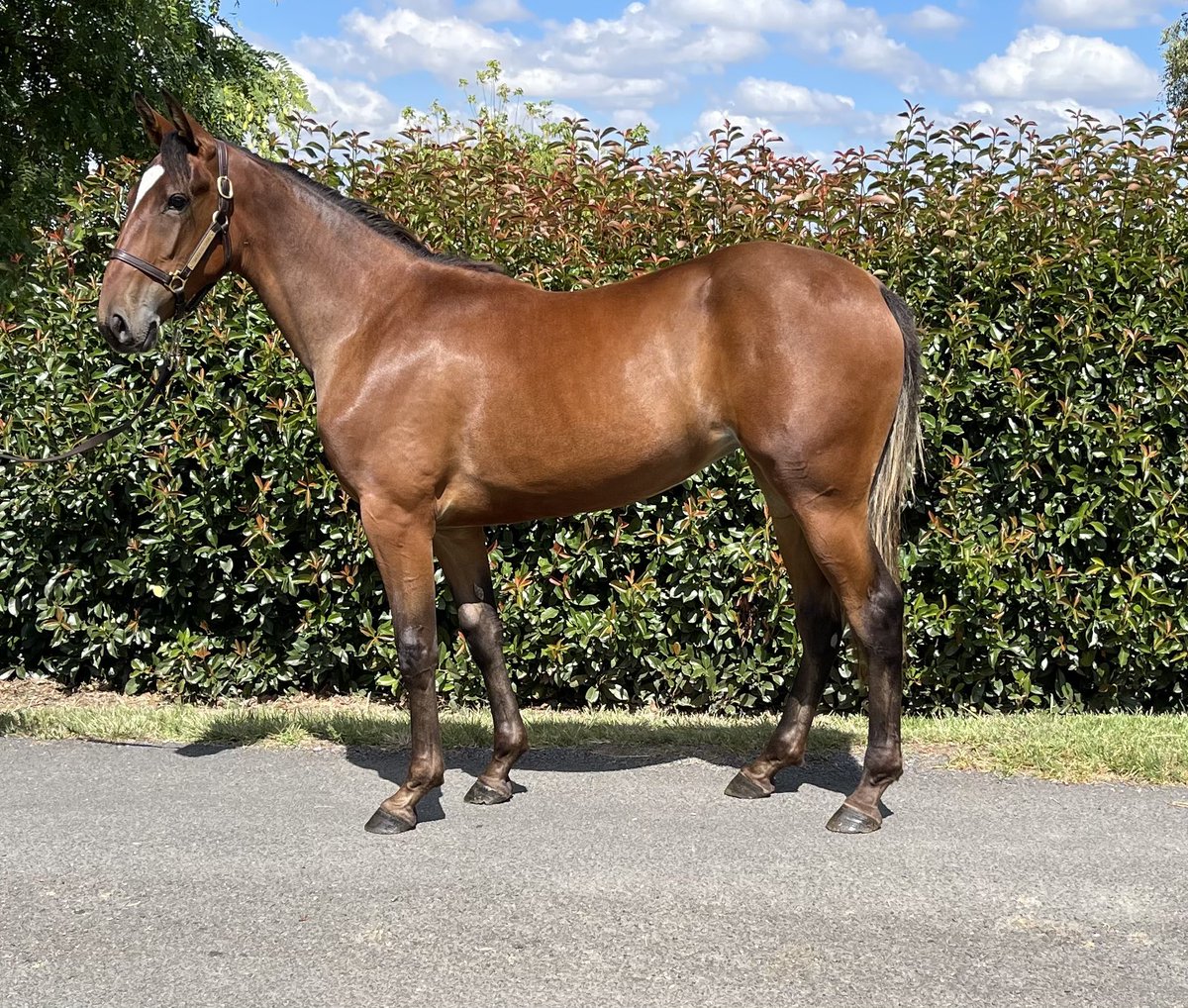 SuccessStud's tweet photo. Lot 575 Filly Sweet Lou @greatwhiteblaze from Partyontheboulevard @mango8477 Selling @NedsAus Sydney APG yearling sale March 6th #2020yearlingsofsuccess #successbreedssuccess https://t.co/q8icC7p3AU