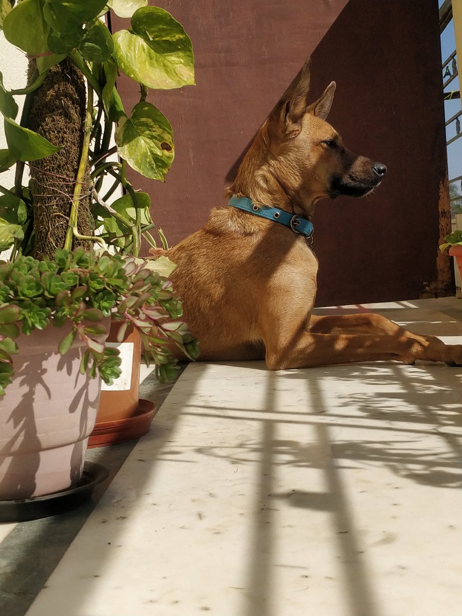 YogiDesiDog's tweet photo. #chlling looking around from my balcony ๐ถ
#weekend #weekendfun #dogs #dogsarelove https://t.co/pVKYR394QC