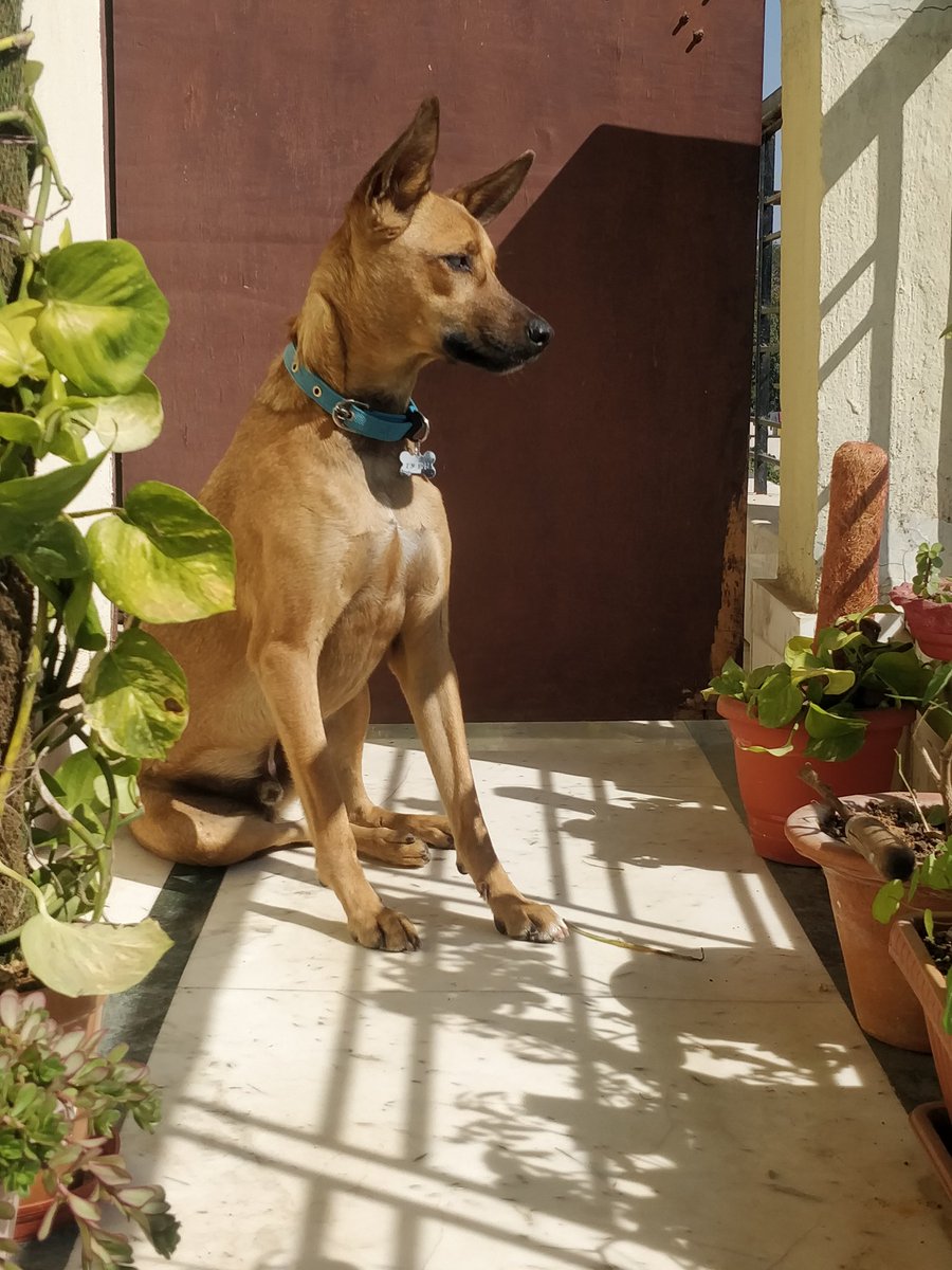 YogiDesiDog's tweet photo. #chlling looking around from my balcony ๐ถ
#weekend #weekendfun #dogs #dogsarelove https://t.co/pVKYR394QC