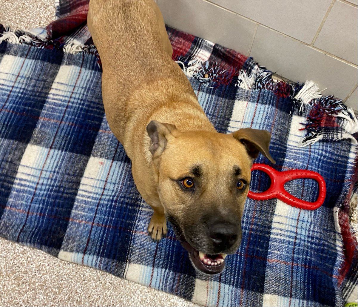 HumaneBoulder's tweet photo. It's the perfect time to find your Valentine at HSBV! Now through Feb 28, animals who have been at #HSBV for 30 days or longer will have a special $14 adoption fee. Looking for love? These cuties are sure to give you butterflies! ❤#adopt #ValentinesDay #BoulderHumane.org https://t.co/u5K4FbT5ZN