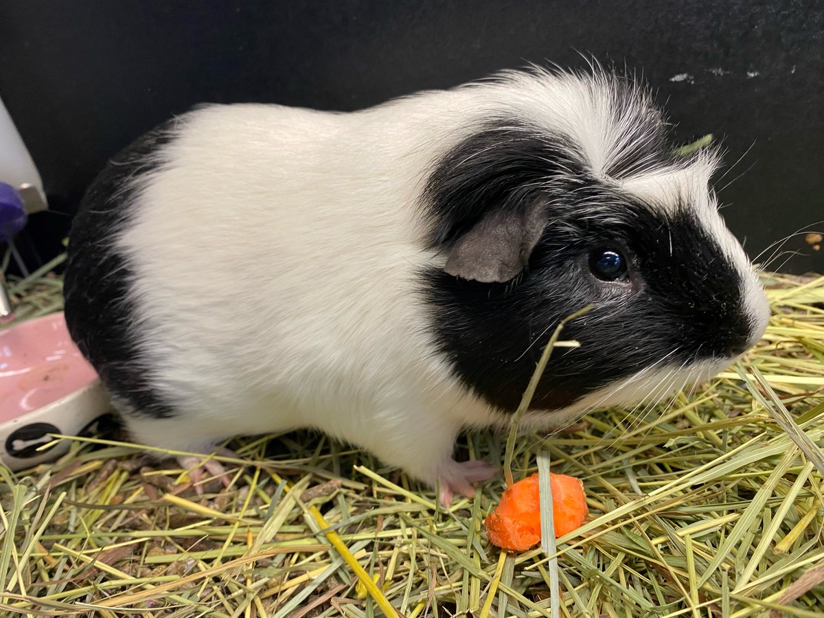 HumaneBoulder's tweet photo. It's the perfect time to find your Valentine at HSBV! Now through Feb 28, animals who have been at #HSBV for 30 days or longer will have a special $14 adoption fee. Looking for love? These cuties are sure to give you butterflies! ❤#adopt #ValentinesDay #BoulderHumane.org https://t.co/u5K4FbT5ZN