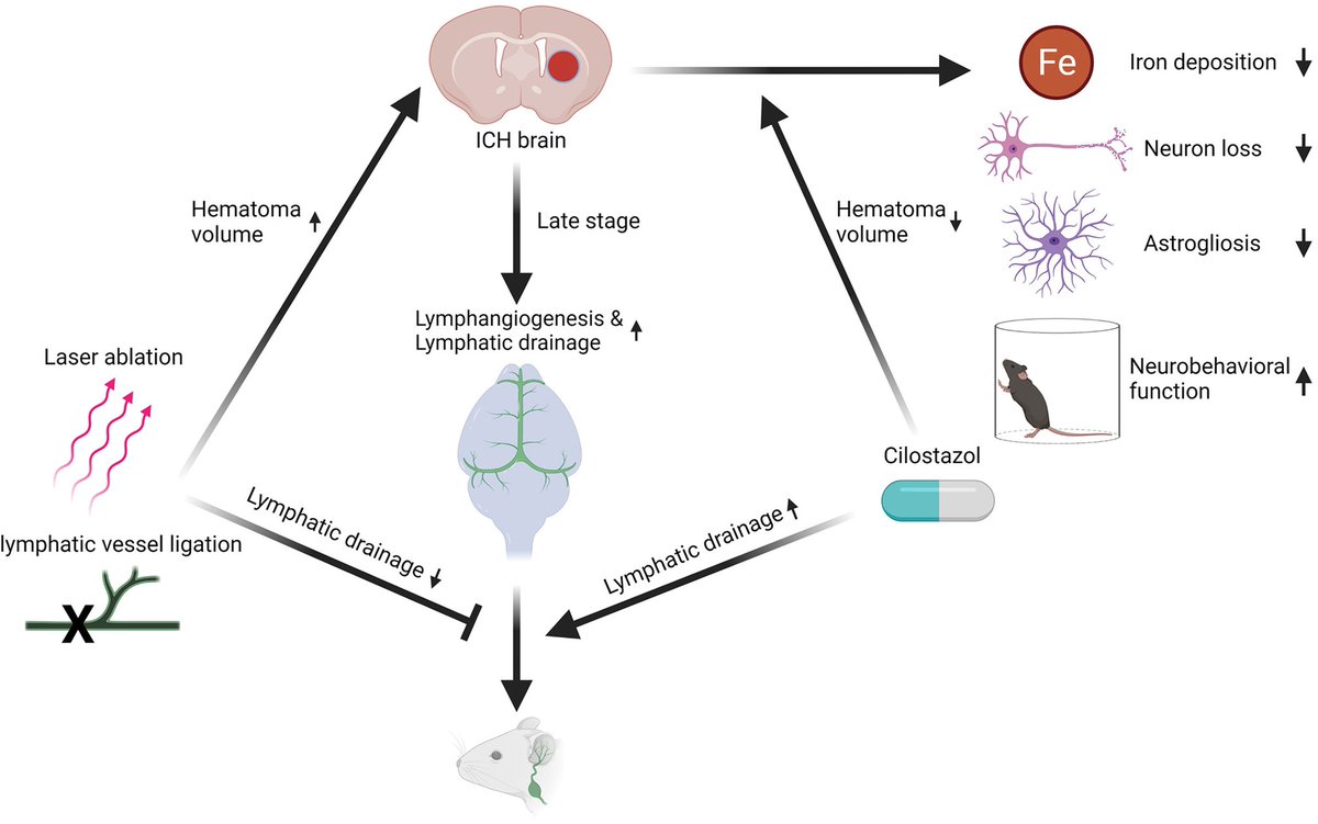 AshuPJadhav's tweet photo. Functional Investigation of Meningeal Lymphatic System in Experimental Intracerebral Hemorrhage https://t.co/Yz6Z5qwgap https://t.co/BJmmYN7h5q