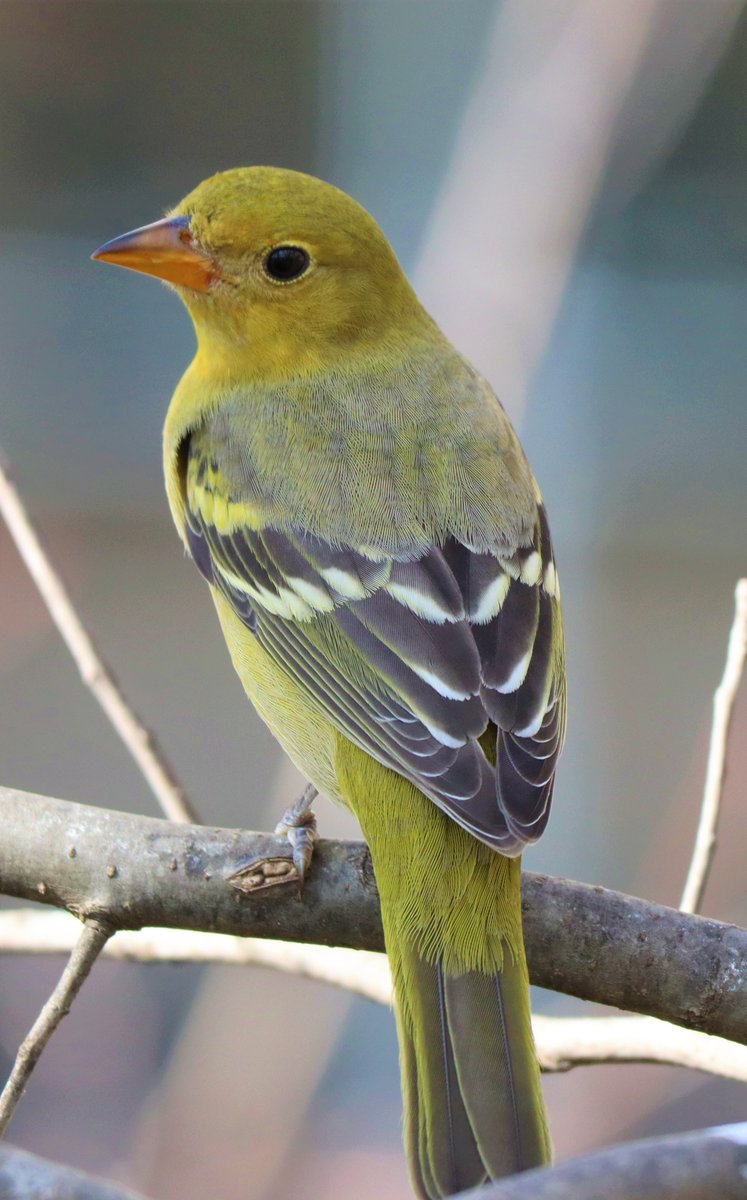 Dr. Caren Caty tweet media