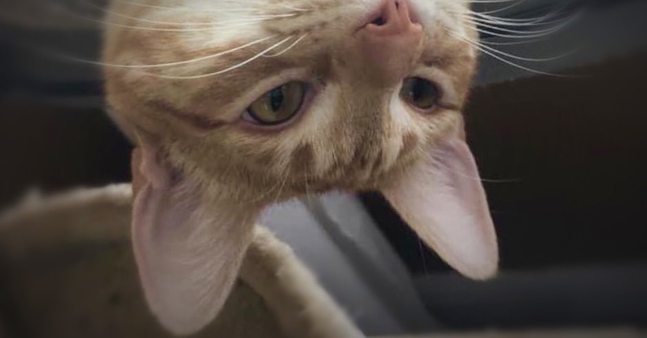 JortsTheCat's tweet photo. When you’re sad, it doesn’t really work if you just try to stop being sad. It does help to try to remember good stuff too. Not to cheer yourself up, just to balance it out a little https://t.co/RLY5ZmXmaK